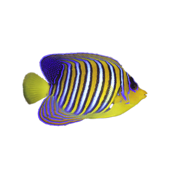 Imagem do peixe Peixe Anjo